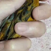 قناری نر سرخ دارچینی دونه ای 1700