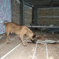 سگ اصیل سرابی|سگ|تهران, هاشمی|دیوار