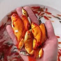 ماهی|ماهی|ارسنجان, |دیوار