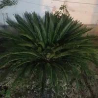 فروش  یک عدد گل سیکاس
