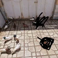 کفتر نقش