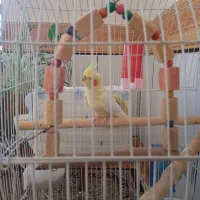 عروس هلندی|پرنده|ایلام, |دیوار