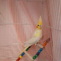 ۳عددعروس هلندی لیتونو|پرنده|پردیس, فاز ۸|دیوار