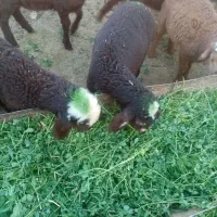 3میش و 3بره و یک عدد بره ماده