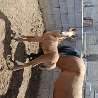 اسب مادیان و کره مادیان