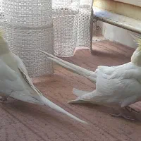 عروس هلندی فروشی