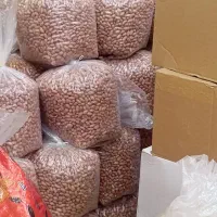 بادام زمینی استانه یک