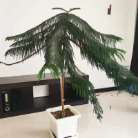 گل کاج مطبق بلند