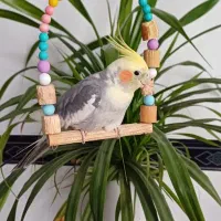 عروس هلندی نر