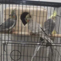 عروس هلندی نر و ماده عروسک