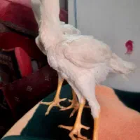جوجه خروس لاری سفید و طوسی
