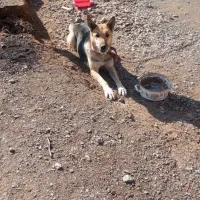 ماده ژرمن|سگ|بیرجند, |دیوار