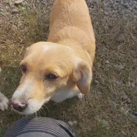 واگذاری ۳ عدد پت