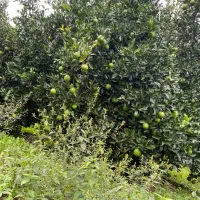 پرتقال تامسون و نارنگی|عمده‌فروشی|آمل, |دیوار