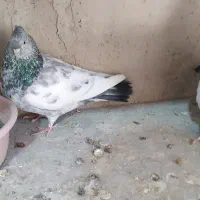 سینه ای کلایی|پرنده|راین, |دیوار