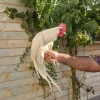 خروس فونیکس|حیوانات مزرعه|شاهرود, |دیوار