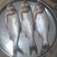 ماهی تازه