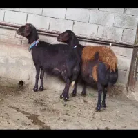 چهارراه میش افشاری اصل آبستن سنگین