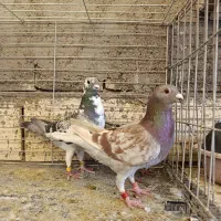 تعداد پرنده مسافتی فروشی