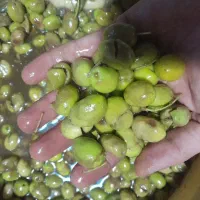 زیتون شکسته تلخ سنتی درشت