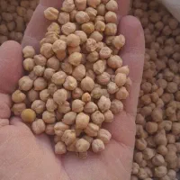 نخود بهاره، تمیز و عالی برای بذر و پخت