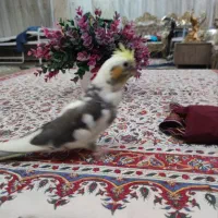 جوجه عروس هلندی لوتینو دوکت|پرنده|پیشوا, |دیوار