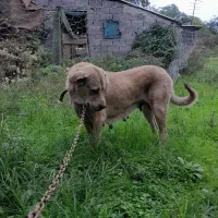 سگ ماده پژدر اصیل معاوضه|سگ|نوشهر, |دیوار