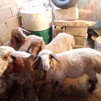 همه بره ها نر بزغاله هم هست|حیوانات مزرعه|اسفراین, |دیوار