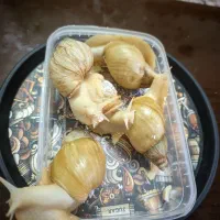 حلزون البینو