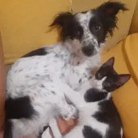 فروش سگ اشپیتز پوینتر|سگ|کیش, |دیوار