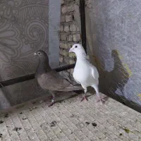 کبوتر|پرنده|بافق, |دیوار