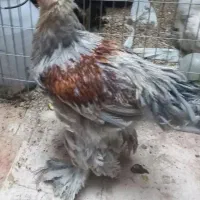 ۱عدد خروس برهما