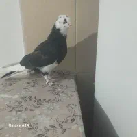 کفتر.پرشی.غرببگیری