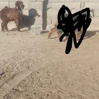 بزغاله نرپاکستانی نصل ۲قلو بره ماده بختیاری|حیوانات مزرعه|مشهد, توس (بلوار توس)|دیوار