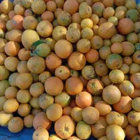 تامسون شیرین 35