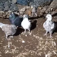 پرنده|پرنده|زنجان, |دیوار