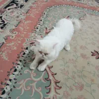 گریه سوپر فلت شناسنامه دار