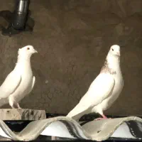 کبوتر|پرنده|ری, منصوریه منگل|دیوار