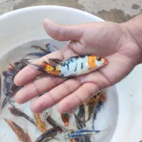 ماهی کوی|ماهی|قم, سراجه (۱۵ خرداد)|دیوار