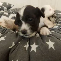 سگ شیتزو|سگ|بجنورد, |دیوار