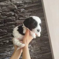 توله تریر دو ماهه سیاه وسفید|سگ|شاهینشهر, عطار|دیوار