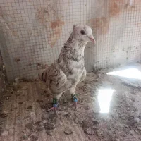 دم سفید و طوقی