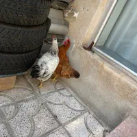۲ عدد مرغ تخم گذار