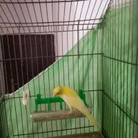 قناری نر|پرنده|اشتهارد, |دیوار