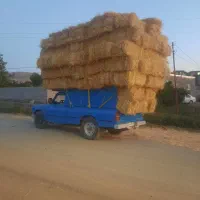 کاه جو و گندن سامان|لوازم جانبی حیوانات|تالش, جوکندان|دیوار