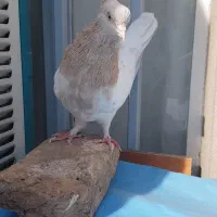 کله لیمویی ماده|پرنده|فردوس (خراسان), |دیوار