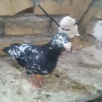 سارسیاه نر قلدر