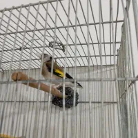 سهره نر 2ساله قغس|پرنده|سردشت, |دیوار