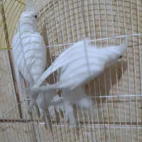 عروس هلندی البینو|پرنده|شادگان, |دیوار