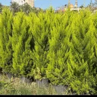 فروش کاج لاوسون ارتفاع دار